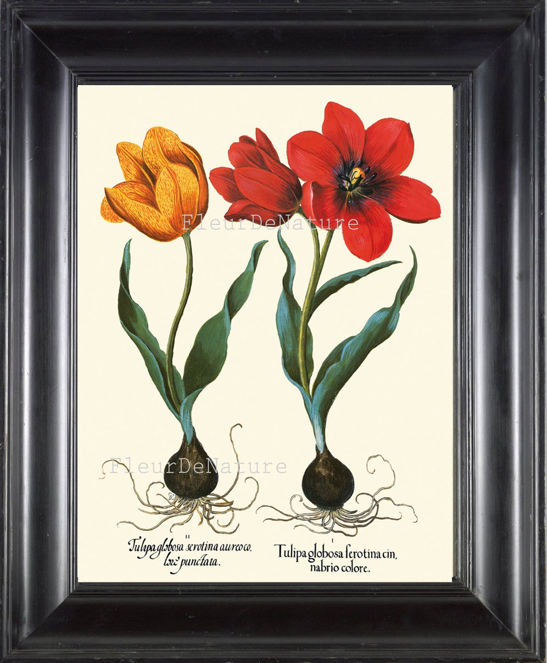 Flower Print 020 Besler Botanical Wall Art Beautiful Large Red Yellow ...