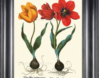 Flower Print 020 Besler Botanical Wall Art Beautiful Large Red Yellow Tulips Flower Green Nature Natural Science Illustration to Frame