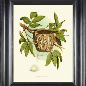 Bird Egg Nest Art Print 14 Red Eyed Vireo Beautiful Antique Wall Home Decor Green Forest Country Outdoor Illustration Nature to Frame GT