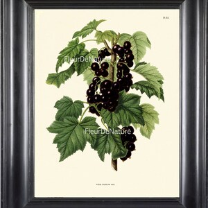 BOTANICAL PRINT Wendel 8x10 Botanical Art Print 31 Beautiful Black Currants Berry Berries Garden Plant to FrameDecoration Room Design