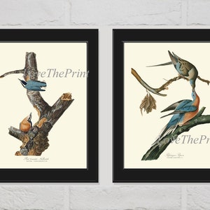 Blue Birds Wall Art Set of 2 Prints Beautiful Antique James Audubon Passenger Pigeon and Red Breasted Nuthatch Home Decor to Frame