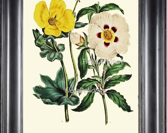 Botánico impresión 8 x 10 Art 12 Papaver blanco amarillo opio amapola antiguo Vintage gráfico semillas arte placa jardín decoración de flores en bastidor