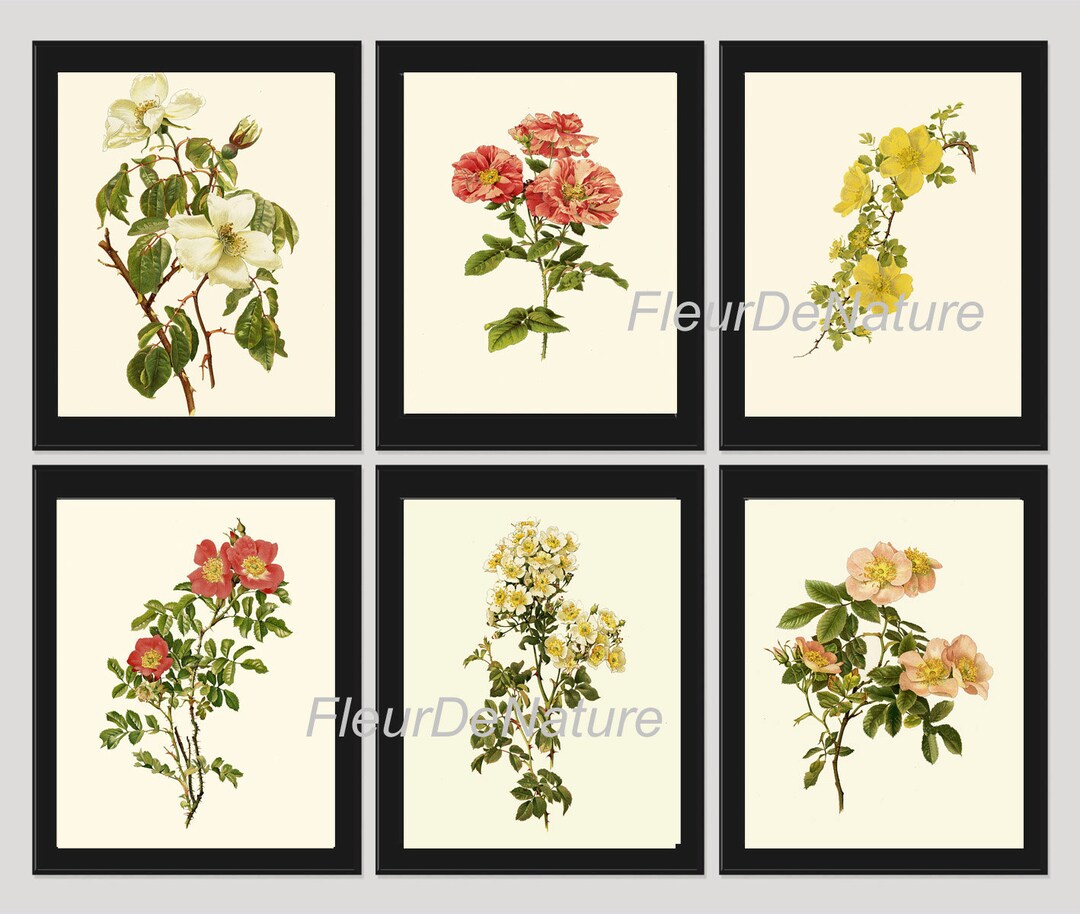 BOTANICAL Print SET of 6 Art Prints 8x10 Willmott Beautiful White Pink ...
