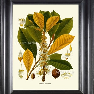 Botanische PRINT Kohler 8 x 10 botanische Kunstdruck 7 Beautiful Tree Branch weiße Blumen Samen Chart Herbst Natur Rahmen