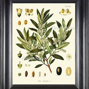 Olive Botanical Art Print Kohler Herb 8x10 Art 13 Beautiful Antique Vintage Olives Tree Chart Italy Italian Cooking Book Plate Wall Decor