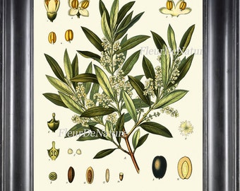 Olive Botanical Art Print Kohler Herb 8x10 Art 13 Beautiful Antique Vintage Olives Tree Chart Italy Italian Cooking Book Plate Wall Decor