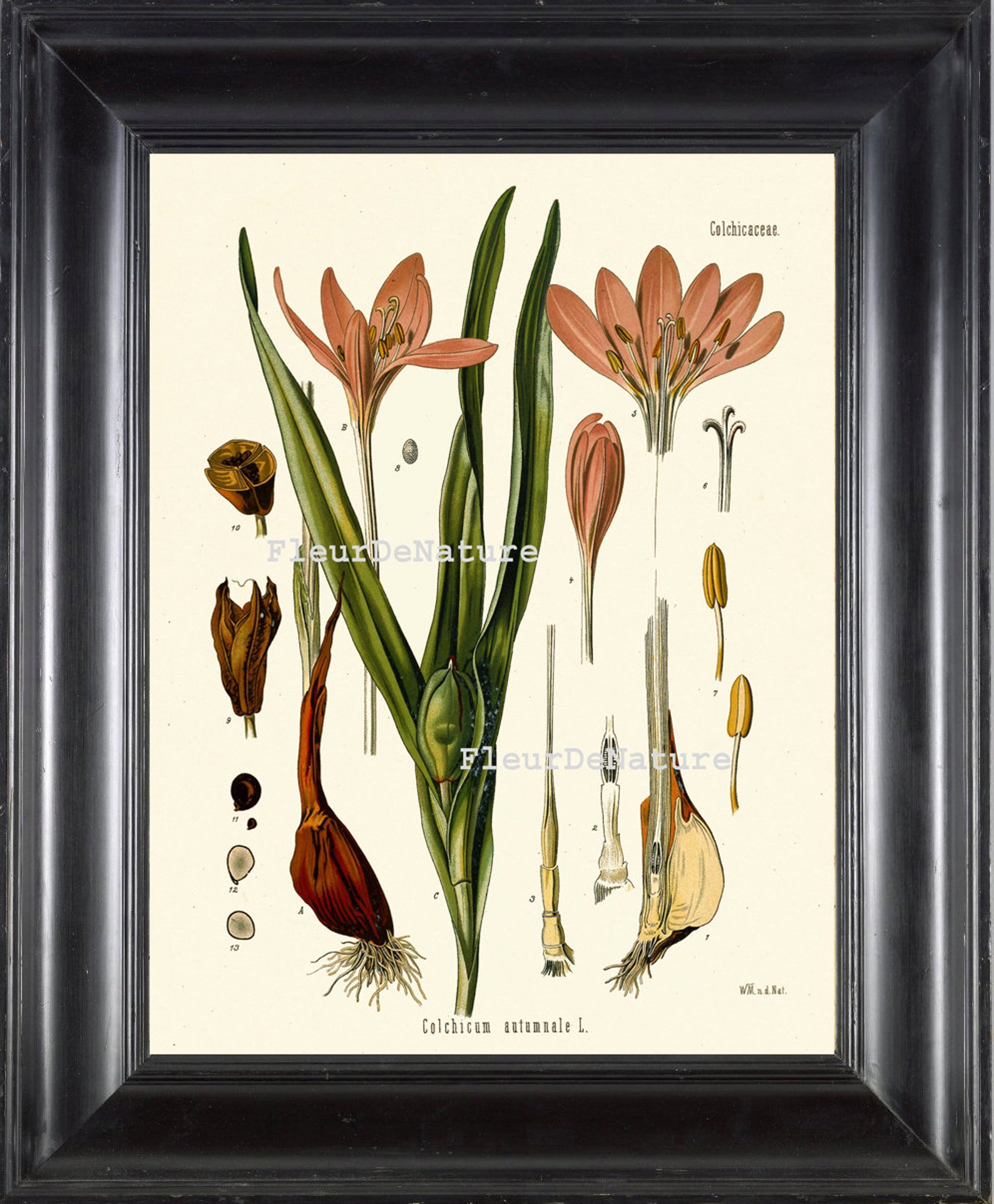 BOTANICAL PRINT Kohler 8x10 Botanical Art Print 54 Beautiful Pink Crocus Meadow Saffron