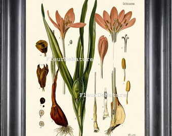 BOTANICAL PRINT Kohler 8x10 Botanical Art Print 54 Beautiful Pink Crocus Meadow Saffron Garden Nature Plant to Frame
