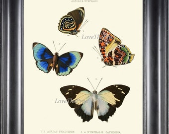 Blue Butterfly Print Wall Art WH25 Beautiful Antique Butterflies Ivory or White Background Garden Home Room Decor Illustration to Frame