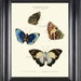 see more listings in the BUTTERFLIES section