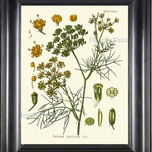 Fennel Botanical Art Print Kohler Herb 8x10 Art 11 Beautiful Antique Vintage Plant Seeds Chart Cooking Book Plate Home Kitchen Wall Decor