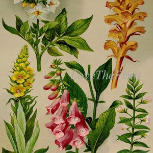 Botanical Flowers Print Set of 9 Vintage Antique Wall Art Beautiful ...