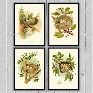 Bird Nest Eggs Print Set of 4 Wall Art Prints Beautiful Cedar Bird Kingbird Orchard Oriole Red Eyed Vireo Home Room Wall Decor Unframed GT