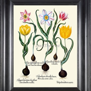 Tulipanes impresión botánica 018 Besler hermosa primavera verano naturaleza flores flores lámpara lámpara carta ilustración antigua casa pared arte decoración sin marco