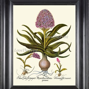 Ungerahmt Hyazinthe botanische Druck 011 Besler schöne violett lila Hyacinthus Garten Blume Pflanze Glühbirne Diagramm antike Schrift-Wand-Dekor
