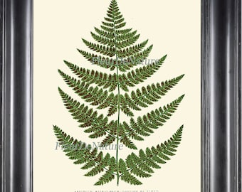 Fern Print Botanical Wall Art 2 Antique Beautiful Green Ferns Forest Summer Plant Bookplate Illustration Picture to Frame Home Room Decor