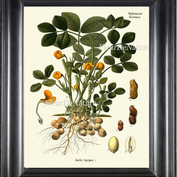 Peanut Botanical Art Print Kohler Herb 8x10 Art 20 Beautiful Antique Peanuts Nut Plant Chart Cooking Book Plate Illustration Room Wall Decor