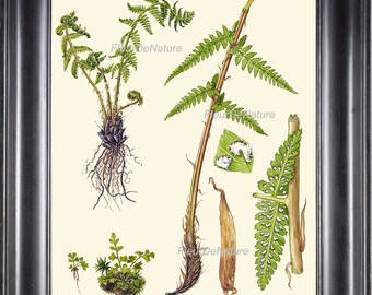 ANTIQUE FERN Print 8X10 Botanical Art Print 8 Lindman Antique Beautiful Green Ferns Forest Nature Natural Science to Frame Wall Decor