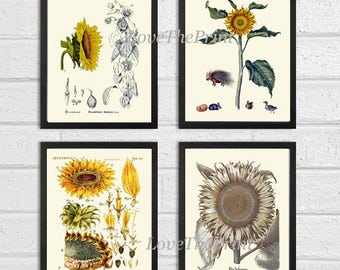 Sunflower Print Set of 4 Art Prints 8x10 Antique Flowers Illustration Petals Seeds Flower Chart Wall Gallery Dining Living Room Kitchen