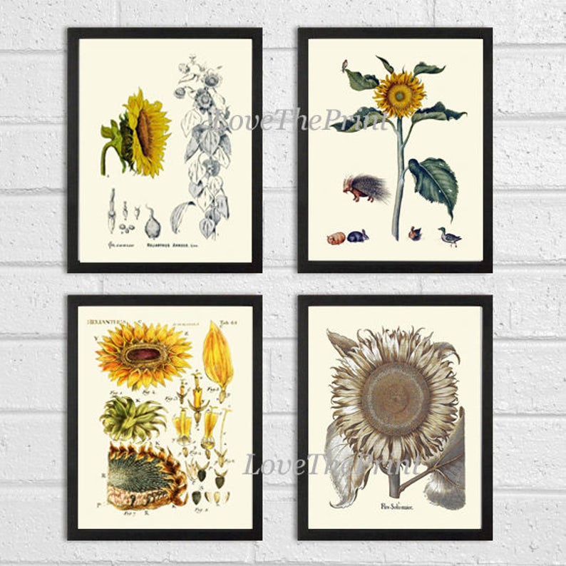 Sunflower Print Set of 4 Art Prints 8x10 Antique Flowers Illustration Petals Seeds Flower Chart Wall Gallery Dining Living Room Kitchen image 1