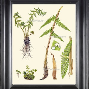 Antieke Fern Print botanische kunst 8 gebaseerd op antieke illustratie mooie groene varens Forest natuur natuurwetenschappen grafiek Poster naar Frame