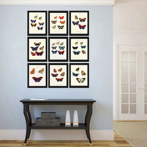 Butterflies Wall Art Print Set of 9 Prints antique Blue Red Colored Colorful Nature Butterfly Home Room Decor Bedroom Office to Frame HW