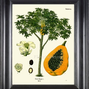 BOTANICAL PRINT Kohler 8x10 Botanical Art Print 119 Beautiful Papaya Tropical Fruit Plant Seeds Palm Tree to Frame