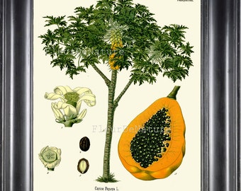 BOTANICAL PRINT Kohler 8x10 Botanical Art Print 119 Beautiful Papaya Tropical Fruit Plant Seeds Palm Tree to Frame