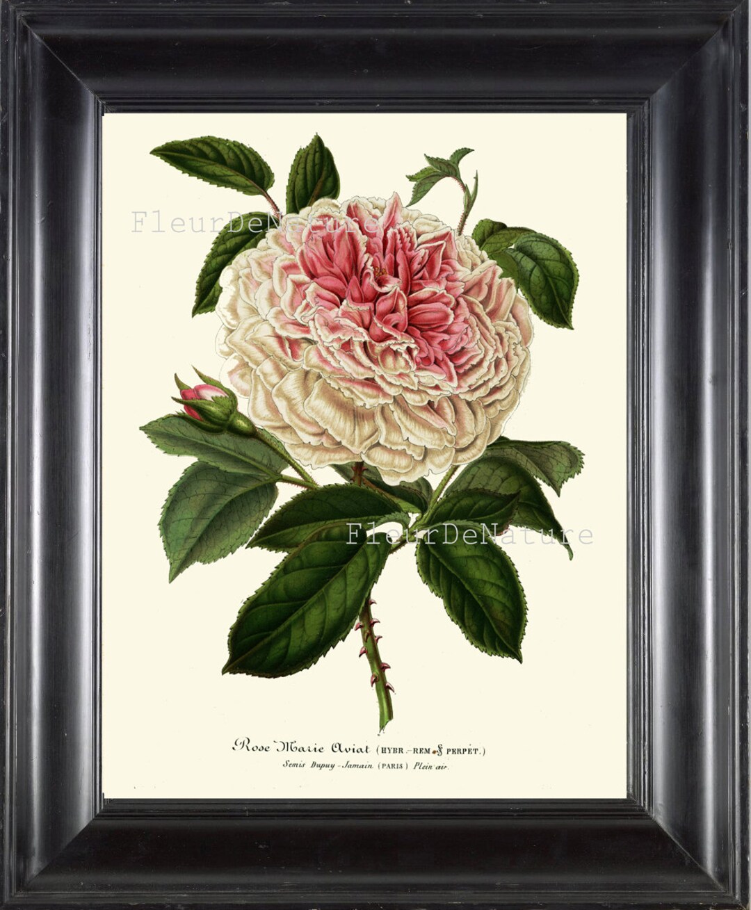 Pink White Rose Botanical Print H107 Beautiful Antique Wall Art Cabbage ...