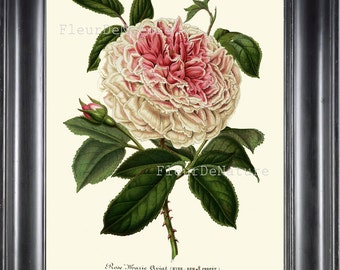 Pink White Rose Botanical Print H107 Beautiful Antique Wall Art Cabbage French Flower Garden Nature Plant Home Decor Decoration to Frame