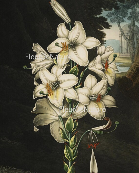 BOTANICAL PRINT Wall Art TH19 Beautiful Antique Large White