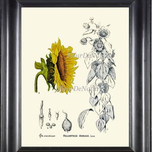 Sunflower Print Wall Art 5 Botanical Beautiful Antique Yellow Flower Black and White Chart Picture Illustration Home Room Decor to Frame