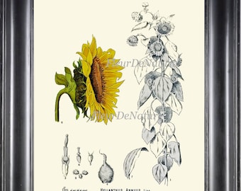 Sunflower Print Wall Art 5 Botanical Beautiful Antique Yellow Flower Black and White Chart Picture Illustration Home Room Decor to Frame