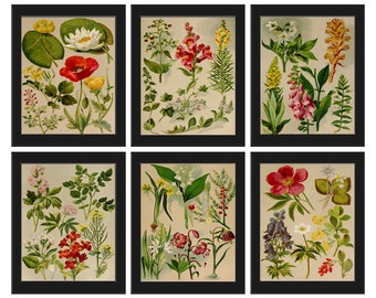Vintage Wildflower Botanical Print SET of 6 Prints Wall Art Beautiful Antique Darker Natural Background Illustration Home Decor to Frame BNF