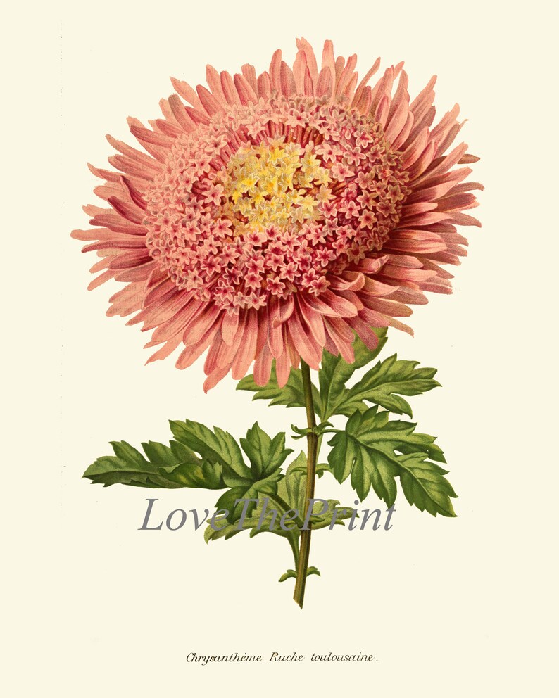 Pink Flowers Botanical Print SET of 6 Prints Wall Art Beautiful Antique ...