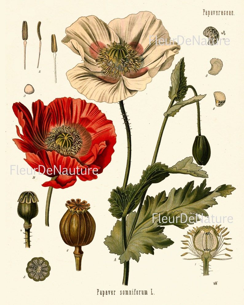 BOTANICAL PRINT Kohler 8x10 Art 67 Beautiful Papaver Somniferum Opium Poppy Antique Vintage Art Painting Plate Red White Flower Seeds Decor image 2