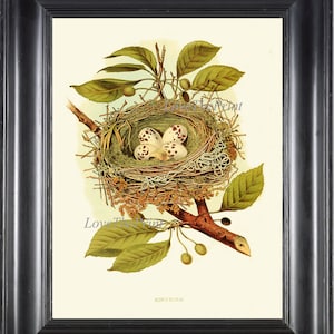 Nest Print 9 Kingbird Flycatcher Eggs Beautiful Antique Vintage Wall Art Home Decor Illustration Green Spring Summer Nature to Frame GT