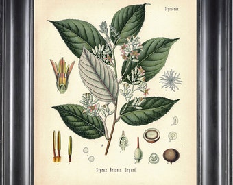 BOTANICAL PRINT Kohler 8x10 Botanical Art Print 8 Beautiful Gum Benjamin Tree Green Branch Seeds Leaf  Nature Spring Summer Garden to Frame
