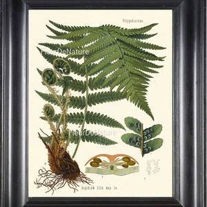 Botanical Green Fern Print Kohler Wall Art 114 Beautiful Large Fern Forest Garden Nature Plant to Frame Interior Design Small Spaces Picture