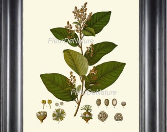 Botanische PRINT Kohler 8 x 10 botanische Kunstdruck 25 schöne Blumen Pflanzen Natur Frühling Simmer Garten antikes Diagramm Innenarchitektur