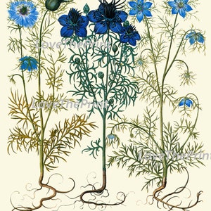 Botanical Print Besler 8x10 Art 99 Beautiful Blue Cornflower Flower ...