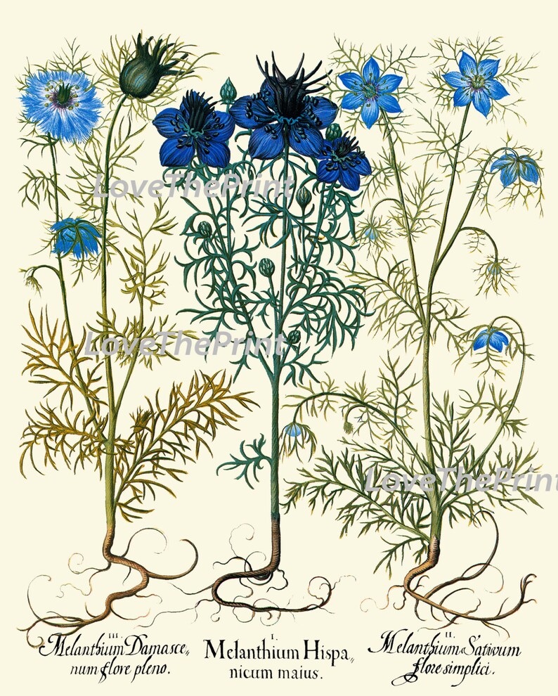 Botanical Print Besler 8x10 Art 99 Beautiful Blue Cornflower Flower Antique Writing Home Wall Room Decor Wildflower Country Nature to Frame