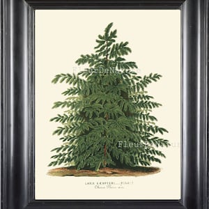 Botanische PRINT Horticole 8 x 10 botanische kunst Print 431 prachtige Pine Tree groene antieke schrijven kamer decoratie van Kerstmis naar Frame