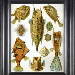 PUFF FISH Print Ernst Haeckel 8X10 Art Print 2 Antique Beautiful Colored Sea Ocean Nature Naturral Science Home Wall Decoration Design