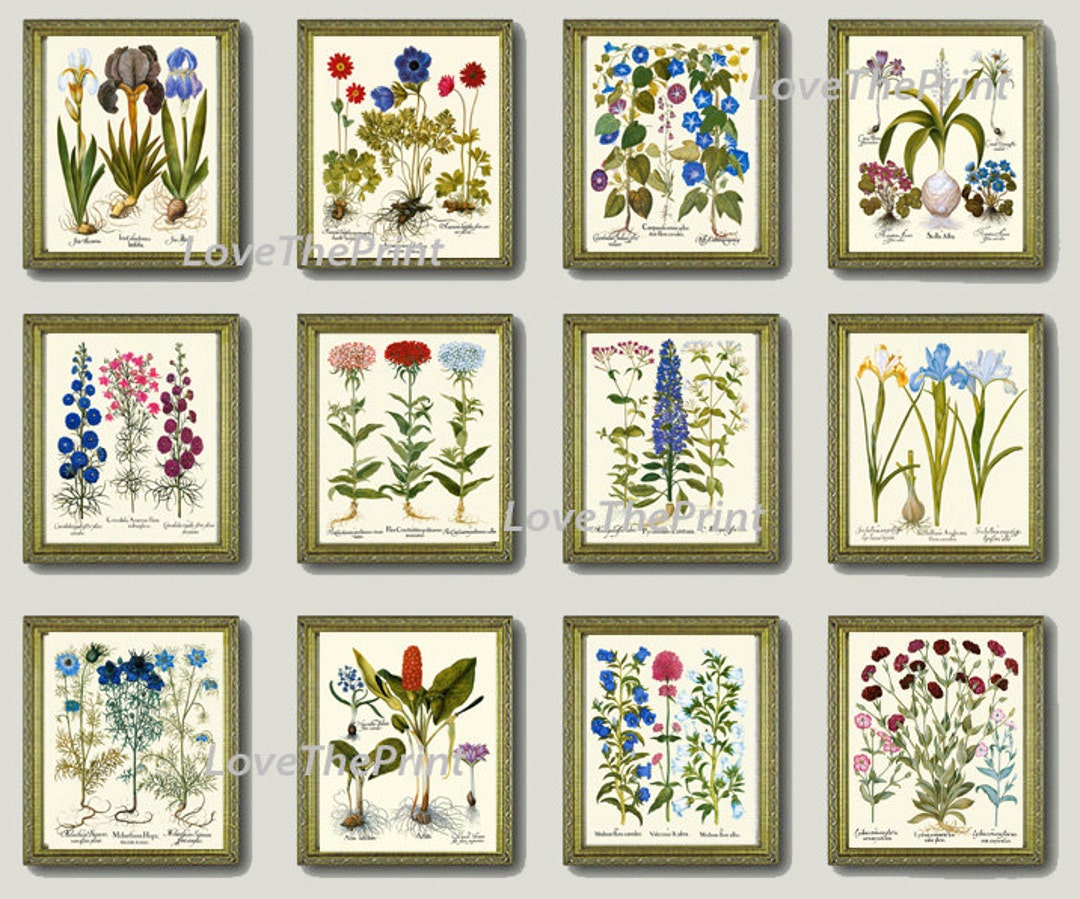 Blue Botanical Flower Print Set of 12 Besler Wall Art Beautiful White ...