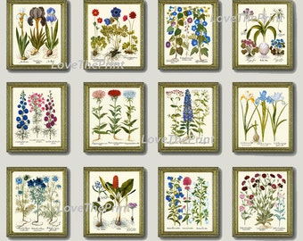 Blue Botanical Flower Print Set of 12 Besler Wall Art Beautiful White Iris Pink Vintage Antique Home Living Dining Room Decor to Frame