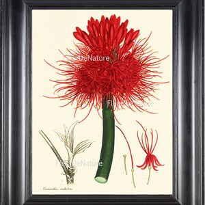 Botanische PRINT ANDREWS 8 x 10 botanische kunst Print 32 antieke rode bloem grafiek blad bloemblaadjes bloem naar Frame