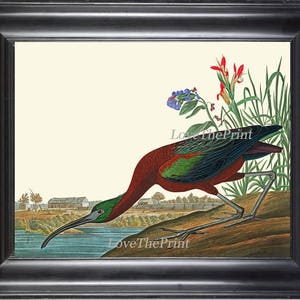 AUDUBON BIRD PRINT Art 74 Beautiful Antique Large Glossy Ibis Green Red Blue Aqua Lake Nature Home Room Wall Decor Living Entry Room Office