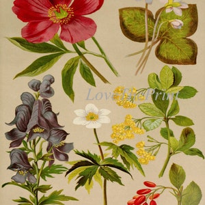 Botanical Flowers Print Set of 9 Vintage Antique Wall Art Beautiful ...