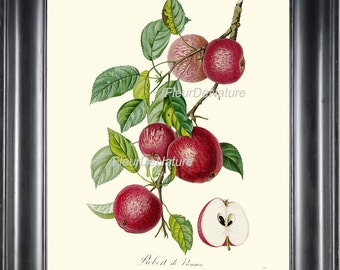 BOTANICAL FRUIT PRINT Poiteau 8x10 Botanical Art Print 29 Beautiful French Red Apple Tree Branch Spring Antique Writing Wall Home Decor